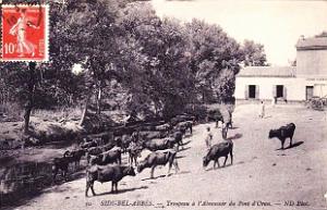 Sidi-bel-abbes 367